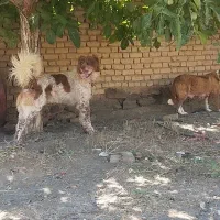 سگ قهدریجانی واگذاری سگ