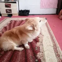 فروش سگ اشپیتزپامر|سگ|شهریار, شهرک بهاران (ویره)|دیوار