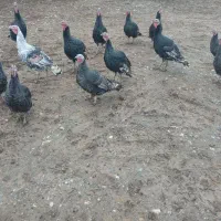 برای شب چله