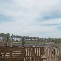 اجاره زمین کشاورزی متراژ 1/5هکتار جهرم