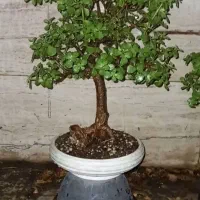 گیاه طبیعی بنسای|گل و گیاه طبیعی|تهران, تهرانسر شرقی|دیوار