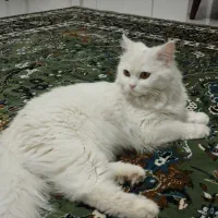 گربه اسکاتیش