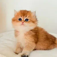 مجموعه میوهاپ/ خرید گربه برتیبش و اسکاتیش و پرشین