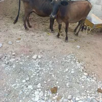 سه عددگاو
