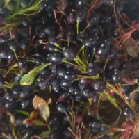 زرشک کوهی تازه