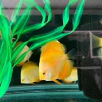 فروش انواع نژاد دیسکس 20% off|ماهی|مشهد, شهرک رازی (شهرک غرب)|دیوار