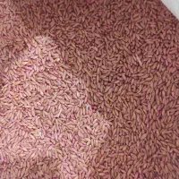 بذر گندم دیم|خدمات باغبانی و درختکاری|دهگلان, |دیوار