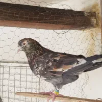 کبوتر پرشی