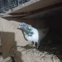 باعرض سلام خدمت عشق بازان عزیز