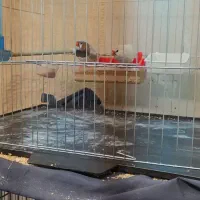 فنچ کینگ اروپایی وقفس هشت خوان اردشیرنو|پرنده|تهران, شهرک ولیعصر شمالی|دیوار