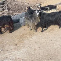 ۵ عدد بز ۱ تیشتر نر|حیوانات مزرعه|لالی, |دیوار