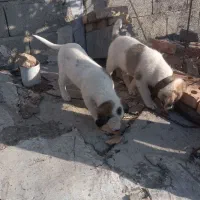 توله سگ|سگ|اهر, |دیوار