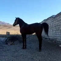 اسب جوان دوسال کرد|اسب و تجهیزات اسبسواری|ارشق, |دیوار