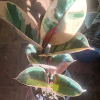 فیکوس هفتاد و پنج تمام کادویی شیک|گل و گیاه طبیعی|اصفهان, سرچشمه|دیوار