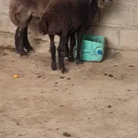 گوسفند|حیوانات مزرعه|آق قلا, |دیوار