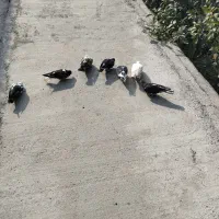 دوجفت نرماده ۳تا تکی نر