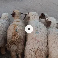 20 عدد بره 12نر 8عدد ماده فقط نقدی