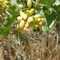 فروش-پسته-اکبری-سنددار