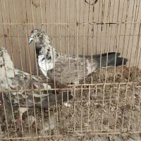 کبوتر|پرنده|خوانسار, |دیوار