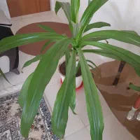 گل سوسن انکبوتی