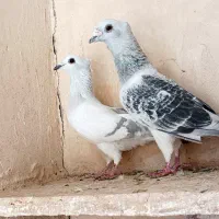 کفترکاشمر|پرنده|کاشمر, |دیوار