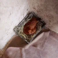 مرغ معامله با کبوتر