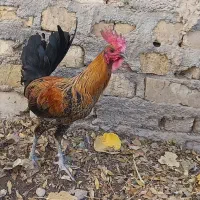 خروس لری اصیل