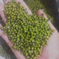 فروش ماش درجه یک