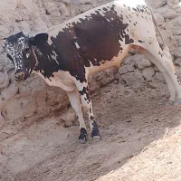 دوعدد گوساله نر