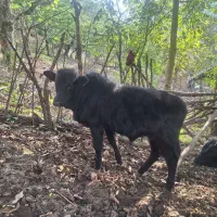 دوتا گوساله نر|حیوانات مزرعه|ماسال, |دیوار