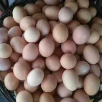 تخم مرغ نطفه دار برهما درجه ۱