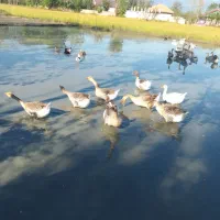 قوغاز و غاز سنگین وزن ۴۰ عدد|حیوانات مزرعه|گوراب زرمیخ, |دیوار