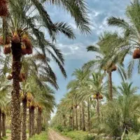 زمین-برای-فروش