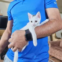 واگذاری بچه گربه|گربه|شاهین‌شهر, امیرکبیر|دیوار