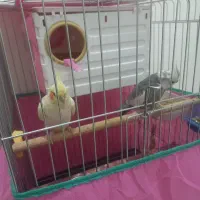 جفت عروس هلندی مولد