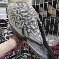 عروس هلندی نر زیبا و سخنگو