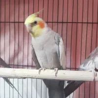 عروس هلندی|پرنده|رودان, |دیوار