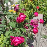 ویلا-باغ-در-کرگان