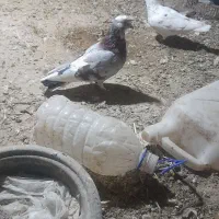 کبوتر|پرنده|بافت, |دیوار