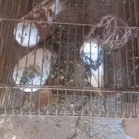 کبوتر نر و ماده|پرنده|لاهیجان, پردسر|دیوار