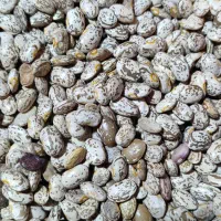 لوبیا چیتی عمده