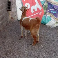 بز یک چهار دندون یکی یکساله هر دو آوست