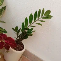 گل طبیعی با گلدان سرامیکی|گل و گیاه طبیعی|زنجان, |دیوار