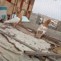 جفت سینه|حیوانات|بیرجند, |دیوار