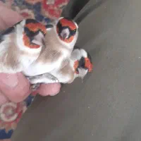 سهره و قناری خوشگل|پرنده|اردبیل, |دیوار