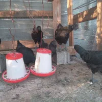 ۳جفت مرغ و خروس ایام سمانی|حیوانات مزرعه|بابل, |دیوار