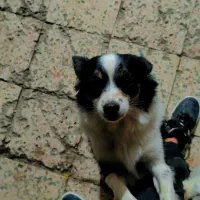 سلام یه ماده اشپیز دارم|سگ|اهواز, شهرک شهید عباس پور|دیوار