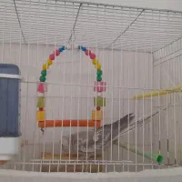 عروس هلندی|پرنده|رشتخوار, |دیوار