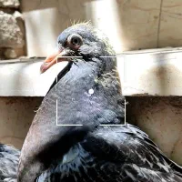 جوجه سبز آلمان مسافتی