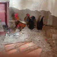 اهواز|حیوانات مزرعه|کارون, |دیوار